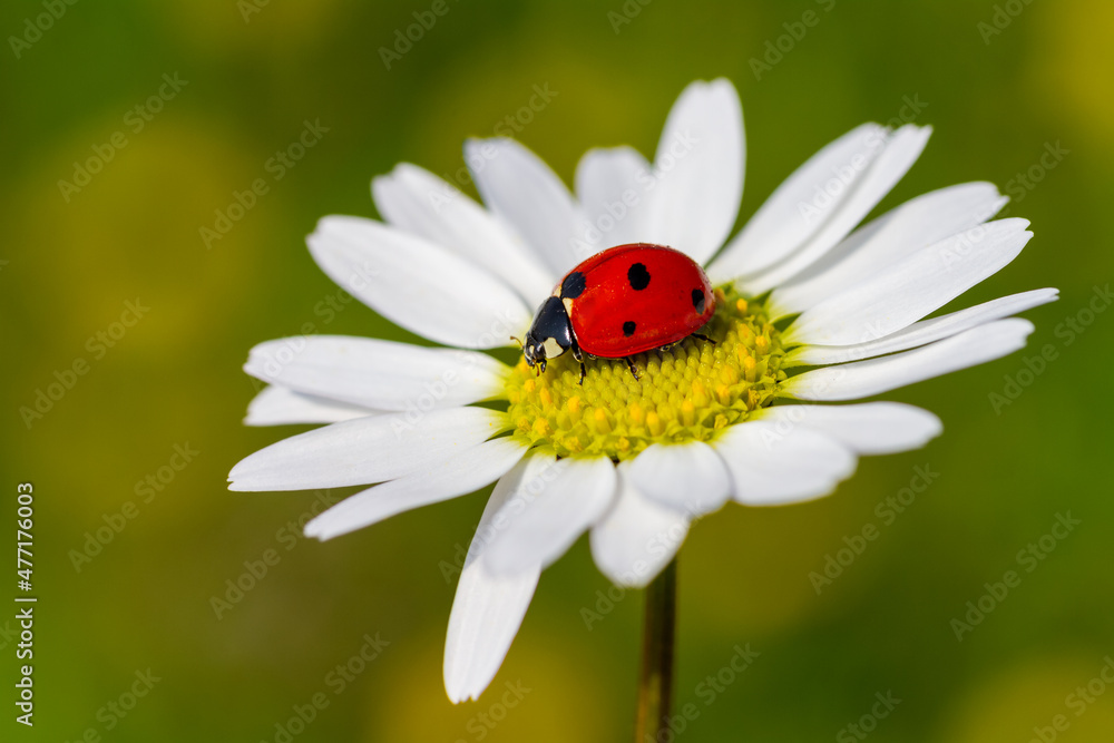ladybug on a camomile flower