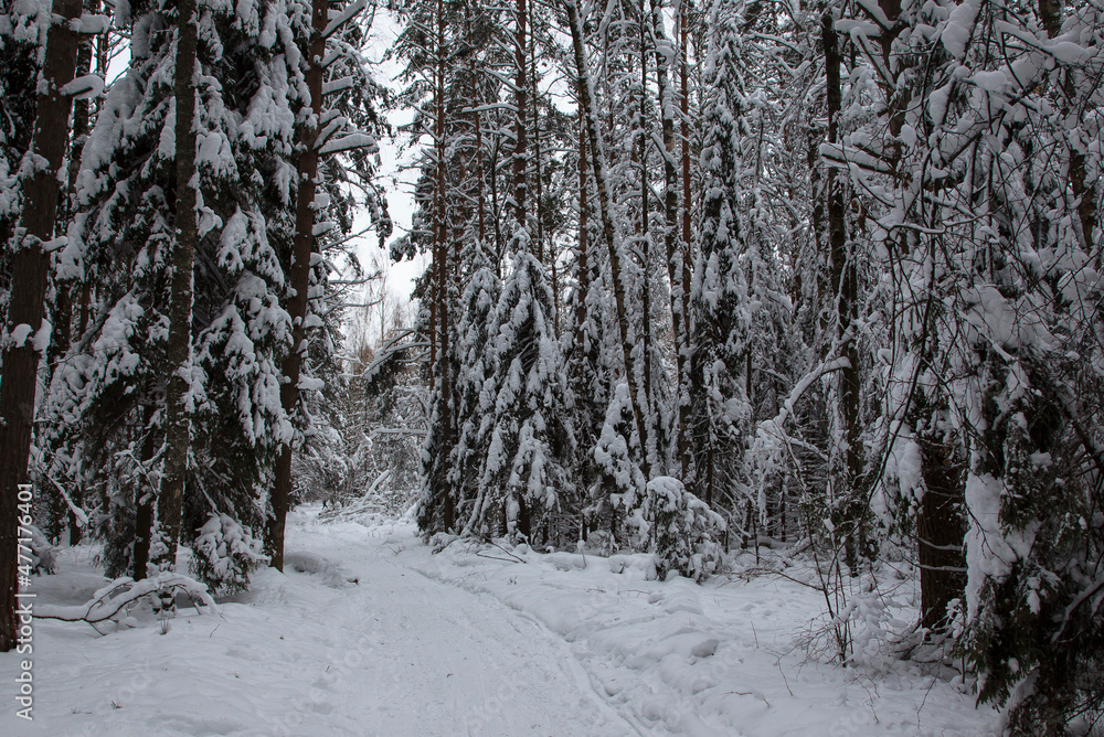 Forest after a snowfall. Moscow oblast Forest after a snowfall. Moscow oblast