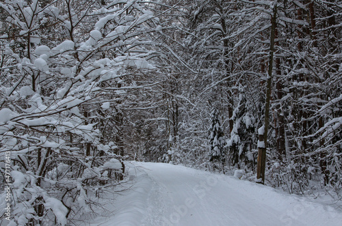 Wallpaper Mural Forest after a snowfall. Moscow oblast Torontodigital.ca
