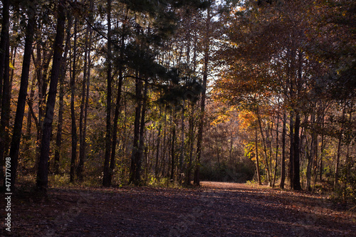 autumn in the forest