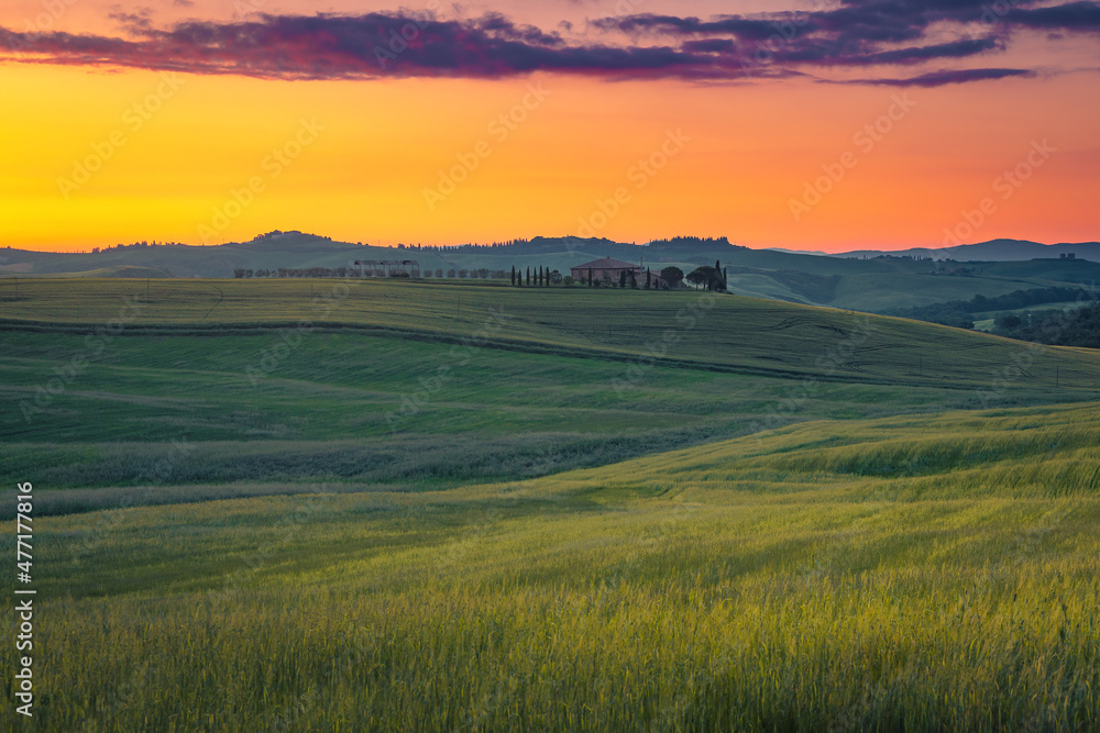 Idyllic rural scenery with grain fields on the hills, Tuscany