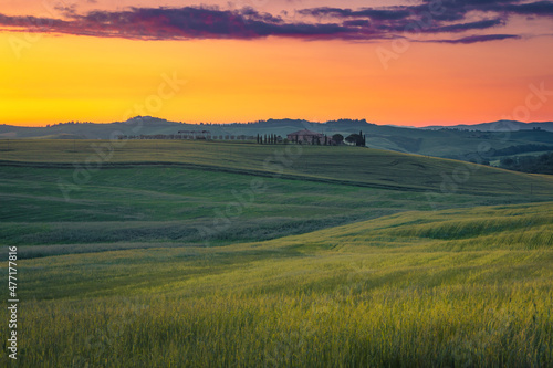 Fototapeta Naklejka Na Ścianę i Meble -  Idyllic rural scenery with grain fields on the hills, Tuscany