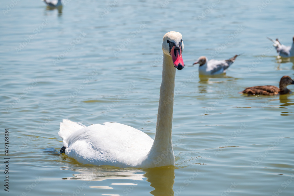 Fototapeta premium Graceful white Swan swimming in the lake, swans in the wild. Portrait of a white swan swimming on a lake.
