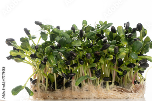 Wallpaper Mural Microgreens sprouts isolated on white background. Vegan micro sunflower greens shoots. Growing sprouted sunflower seeds, microgreens closeup, minimal design, banner Torontodigital.ca