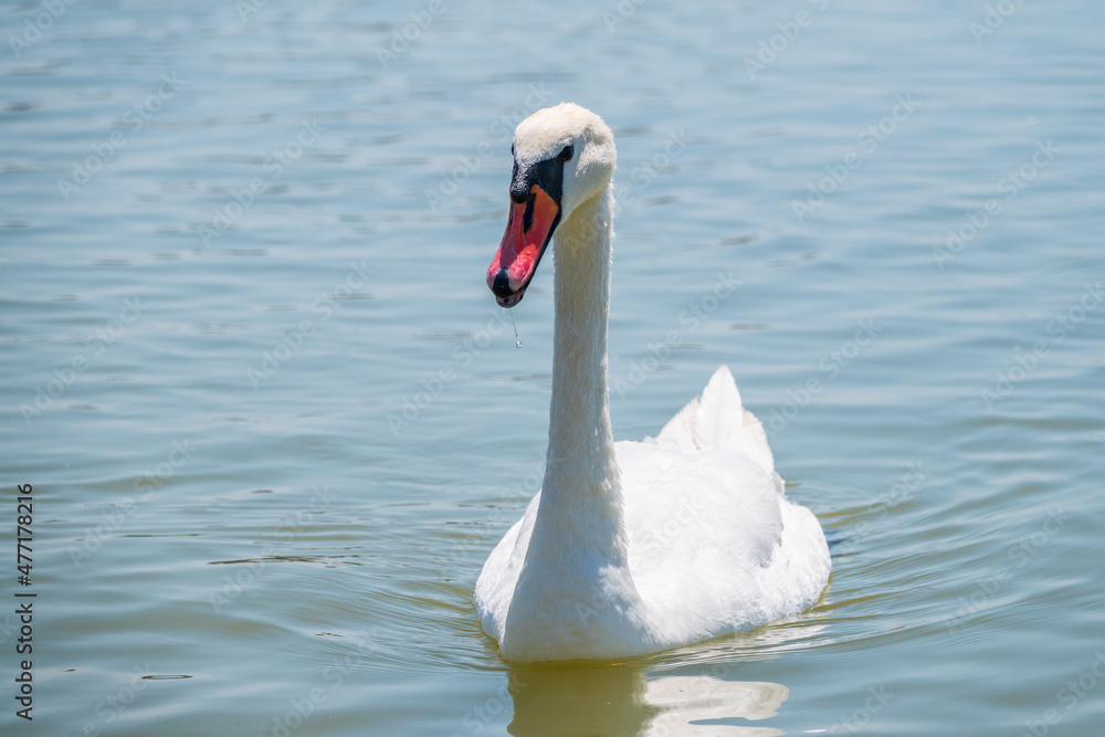 Naklejka premium Graceful white Swan swimming in the lake, swans in the wild. Portrait of a white swan swimming on a lake.