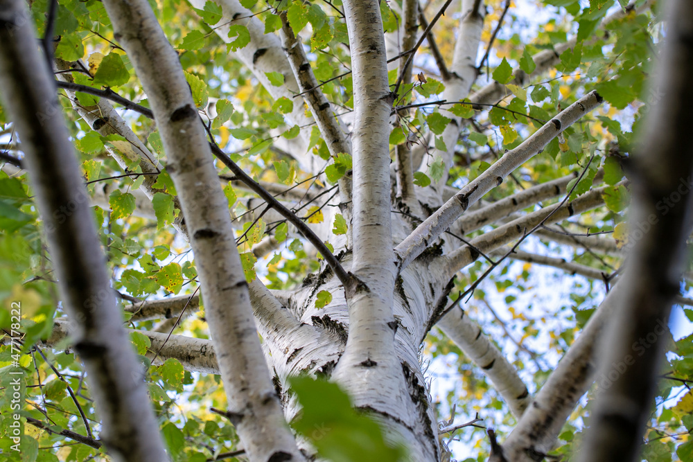 birch view from the bottom up through the branches, the branches of the tree grow from the trunk, a lot of green birch leaves, the preparation of natural brooms for the bath, birch source tar. birch view from the bottom up through the branches, the branches of the tree grow from the trunk, a lot of green birch leaves, the preparation of natural brooms for the bath, birch source tar.