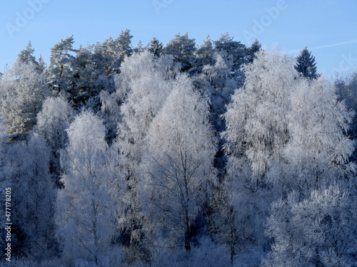 vereiste Bäume in Winterlandschaft © Jogerken