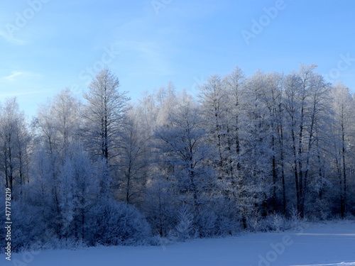 vereiste Bäume in Winterlandschaft
