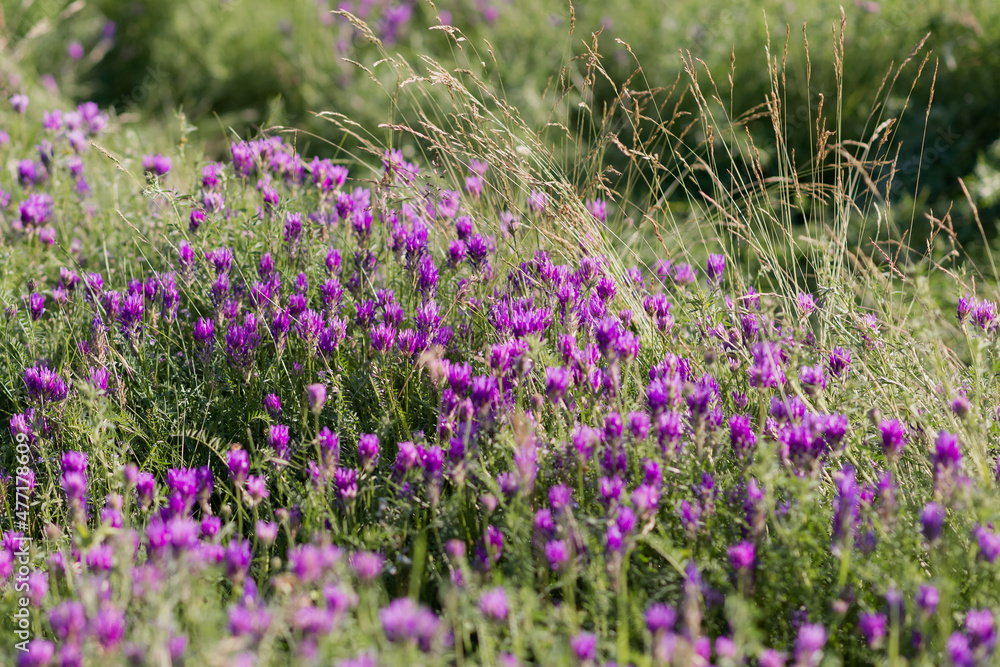 open air wildflowers aroma outdoors on a sunny day open air wildflowers aroma outdoors on a sunny day