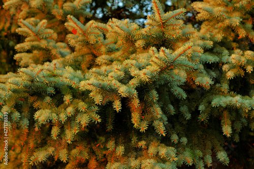 Conifer tree, coniferous needles close up, fir-tree branches background photo