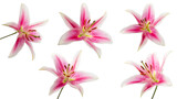Close-ups of a top view of a blooming pink lily flower on a stem and without a stem on a white background. Different angles. Soft lighting. A kind of lily is Pink Brilliant.