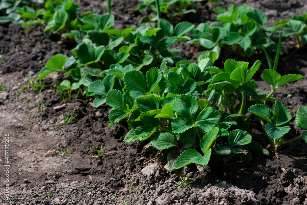 Young strawberry bushes with green leaves in springtime. Cultivation berry bush in garden. Row of young strawberry bushes with green leaves on bed. works in countryside garden. Young strawberry bushes with green leaves in springtime. Cultivation berry bush in garden. Row of young strawberry bushes with green leaves on bed. works in countryside garden.