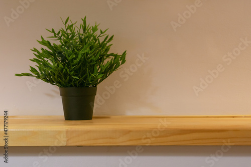 Plant with green leaves in black pot on wooden shelf as domestic botanical element in home interior