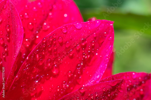 Bright sunlit petals with plenty round tiny sparkling on sunlight on bokeh green background. Floral botanical natural backdrop