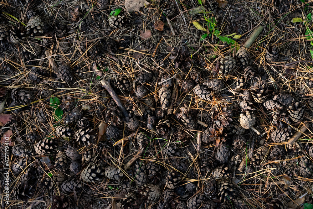 Natural background made of lots of pine cones on the ground sunlit by bright sun beams in coniferous wood. Top view, above and high angle