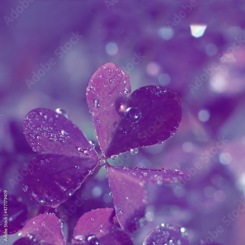 Photo filter toned background.Square format photo of pxalis heart shaped leaves with small water droplets shining in sunlight