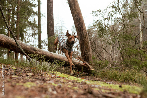 Ein Hund im Wald, Sprung, Hund spielt in der Natur