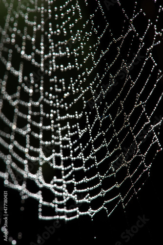 Beautiful spider web with dew drops seen through a macro lens, selective focus.