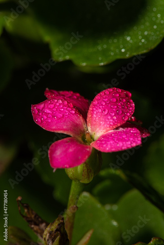 Red mini flower with dew drops seen by a macro lens, selective focus.