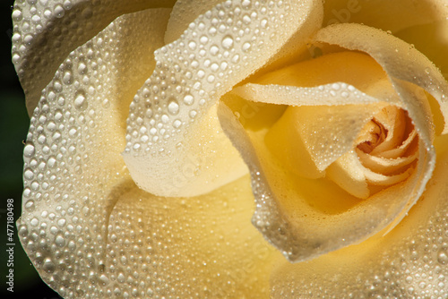 Yellow rose with dew drops seen through a macro lens  selective focus.