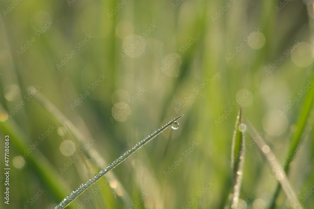 Group of green sprouts growing out with dew Group of green sprouts growing out with dew
