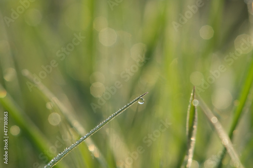 Group of green sprouts growing out with dew