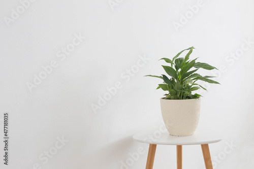 Fototapeta house plant in pot on white background