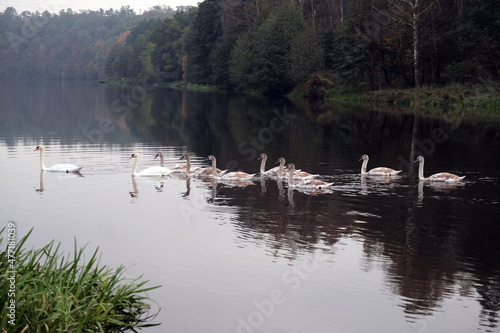Ten swimming white swans in the river © yarohork