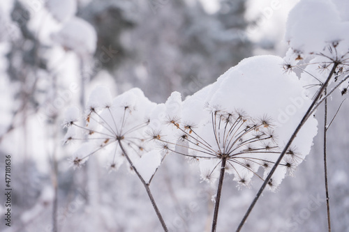 Winter landscape, snow in the forest. Home in the forest. The path in the snow.