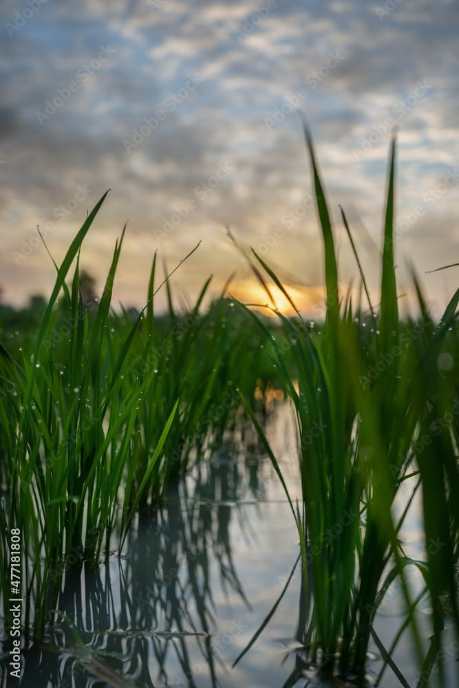 grass in the water , sunrise
