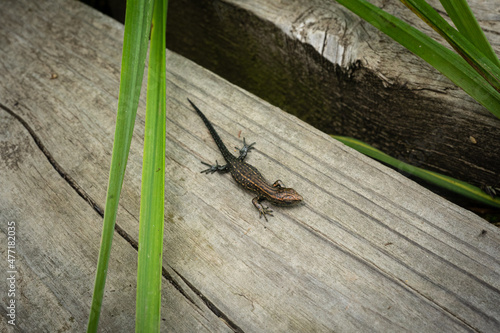 A beautiful lizard crossing a plank