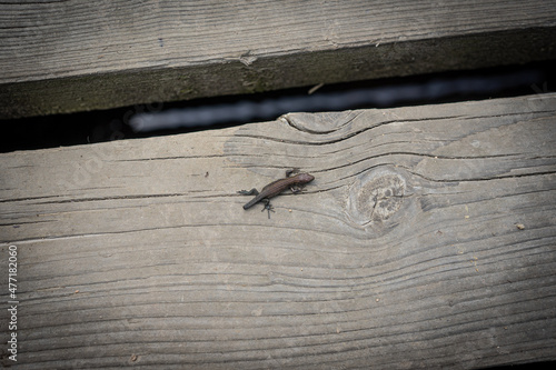 Lizard on a wooden plank in Bulge