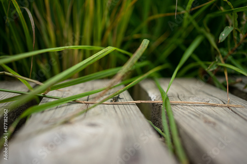 A lizard crossing a wooden platform in the belgian Ardennes 