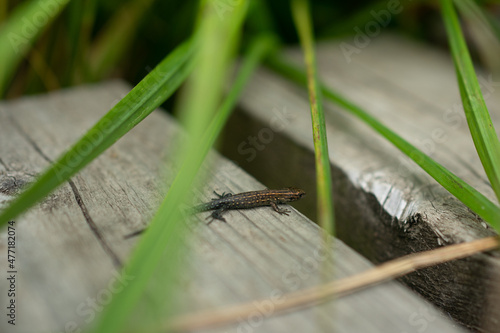 A lizard crossing a wooden platform in the belgian Ardennes 