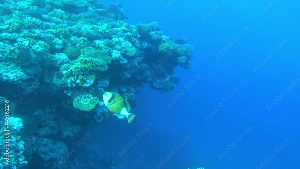 Balistoides viridescens floating in the sea Balistoides viridescens floating in the sea