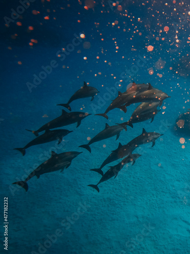 freediving with free dolphins in egypt bay