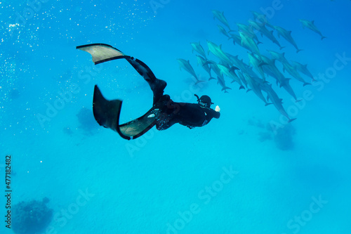 freediving with free dolphins in egypt bay