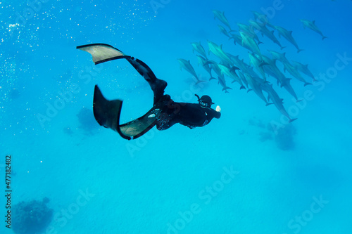 freediving with free dolphins in egypt bay photo