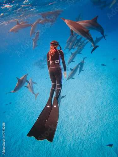 freediving with free dolphins in egypt bay