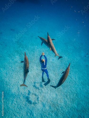 freediving with free dolphins in egypt bay