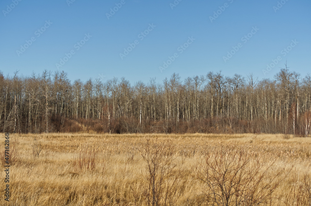 Elk Island National Park on a Cool Autumn Day Elk Island National Park on a Cool Autumn Day