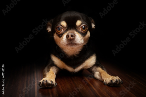 portrait of lying chihuahua dog. Dog looking to camera.chihuahua dog  isolated on black background. © kamilpetran