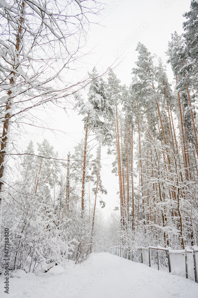 Winter landscape, snow in the forest. Home in the forest. The path in the snow. Winter landscape, snow in the forest. Home in the forest. The path in the snow.