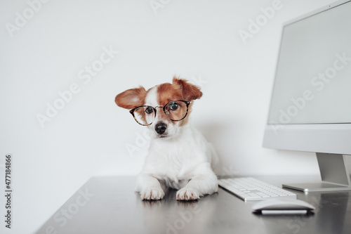close up of funny jack russell dog wearing eye wear working at home office on computer. Technology and pets indoors © Eva