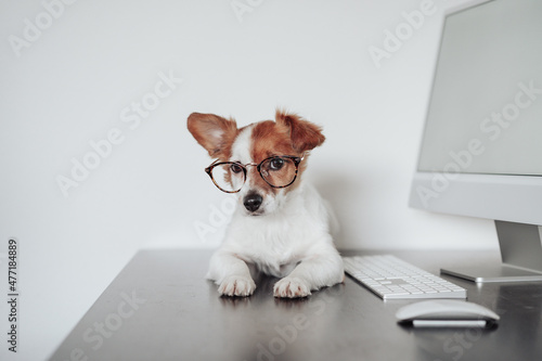 funny jack russell dog wearing eye wear working at home office on computer. Technology and pets indoors