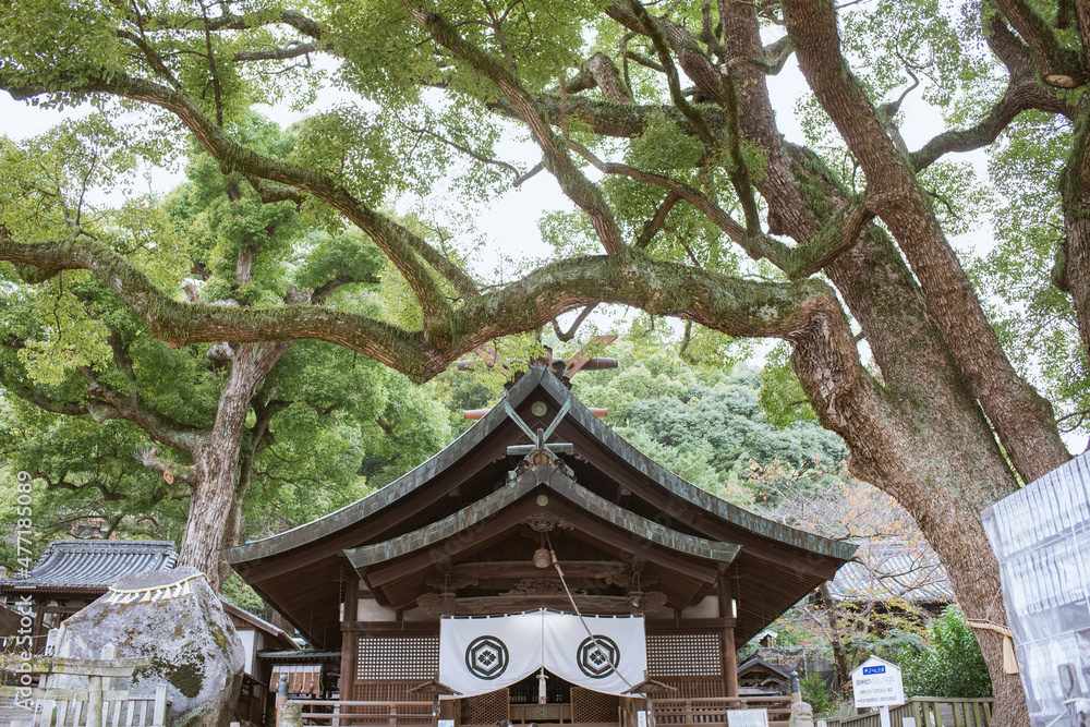 Huge camphor trees at Ushitora Shrine in Onomichi City, Hiroshima, Japan 艮神社の御神木 クスノキの大木 広島県・尾道市 Huge camphor trees at Ushitora Shrine in Onomichi City, Hiroshima, Japan 艮神社の御神木 クスノキの大木 広島県・尾道市