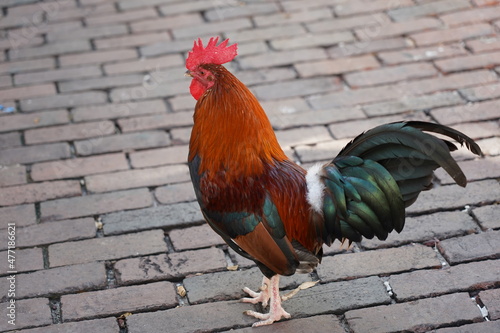 Red Rooster walking in the middle of the street © Stacy