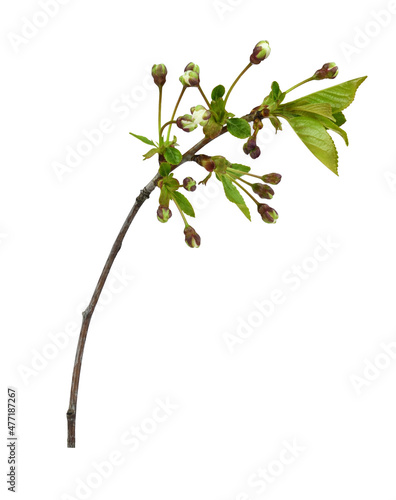 Spring twig with small gree...