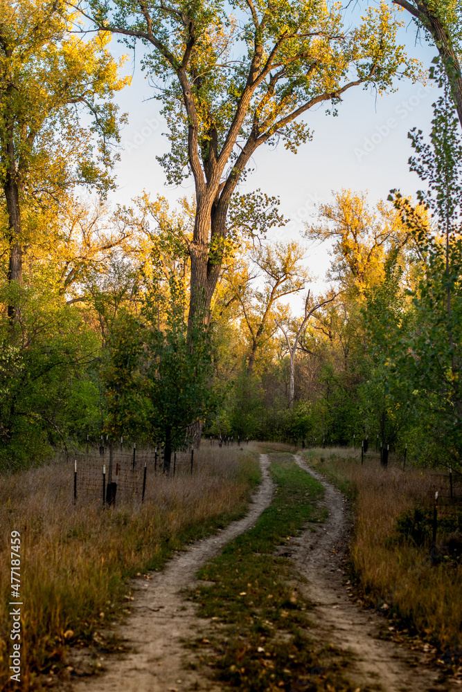 Country dirt road in autumn