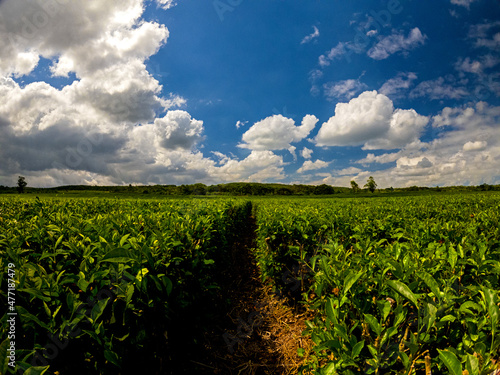 View of tea fields at Nouvelle France, Mauritius